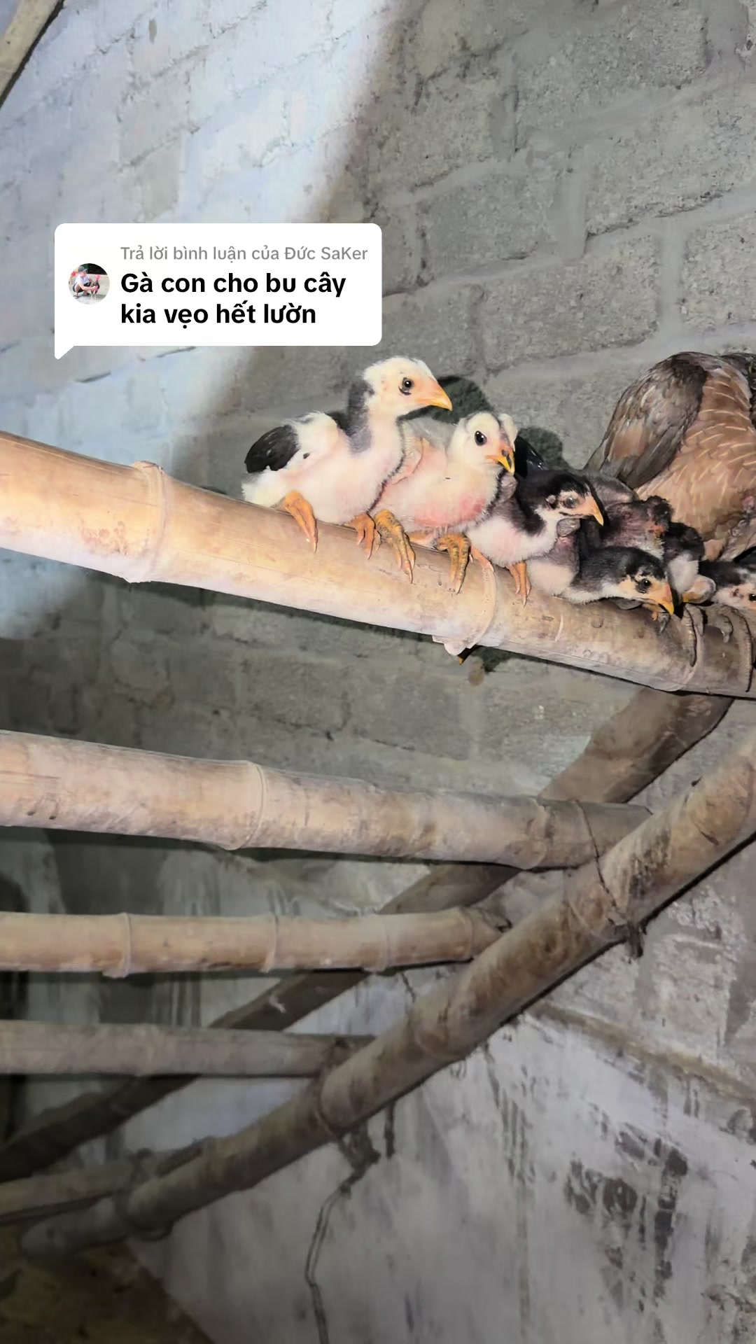 @Quyền Ba Vì