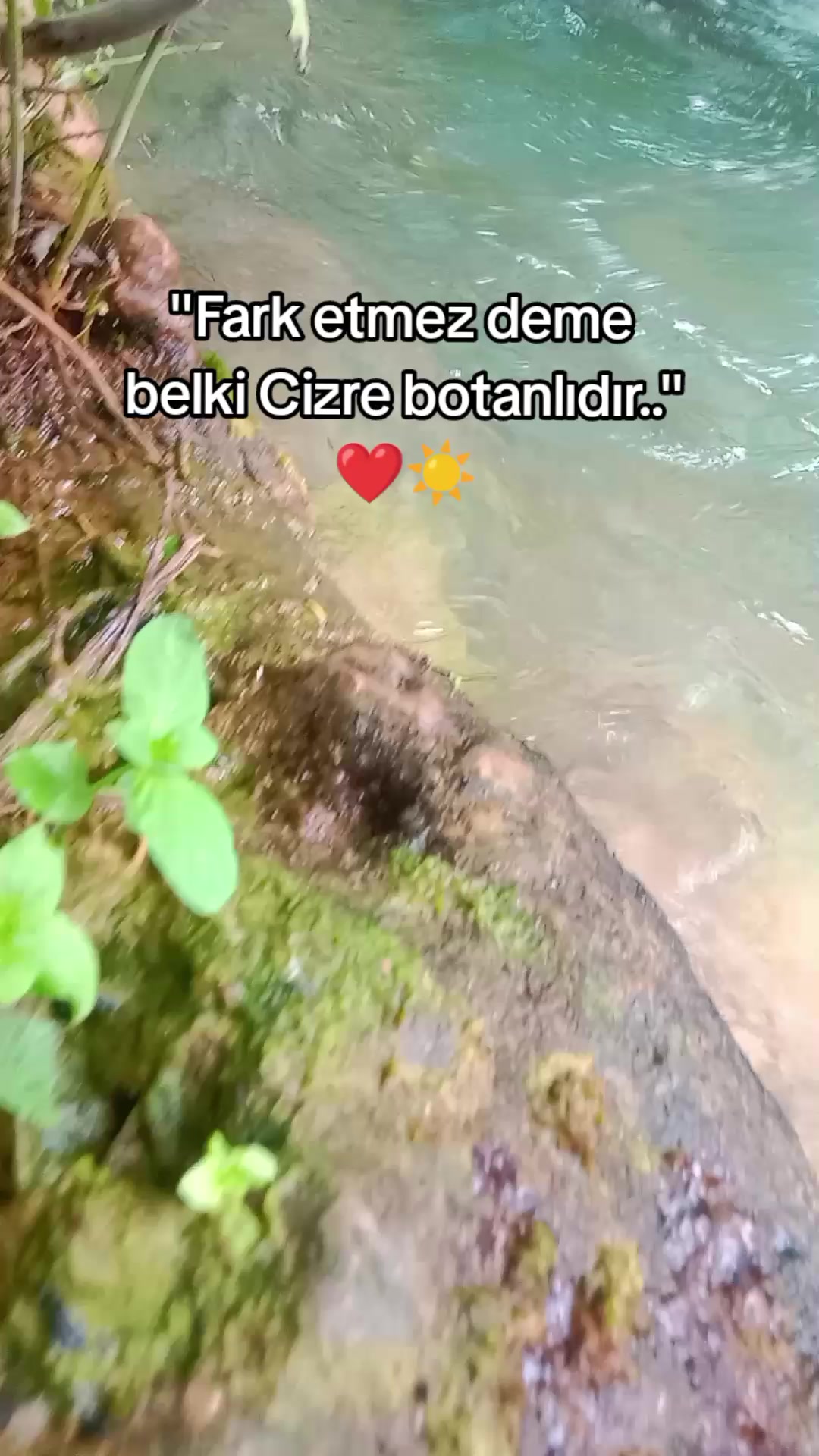 @rojin4747