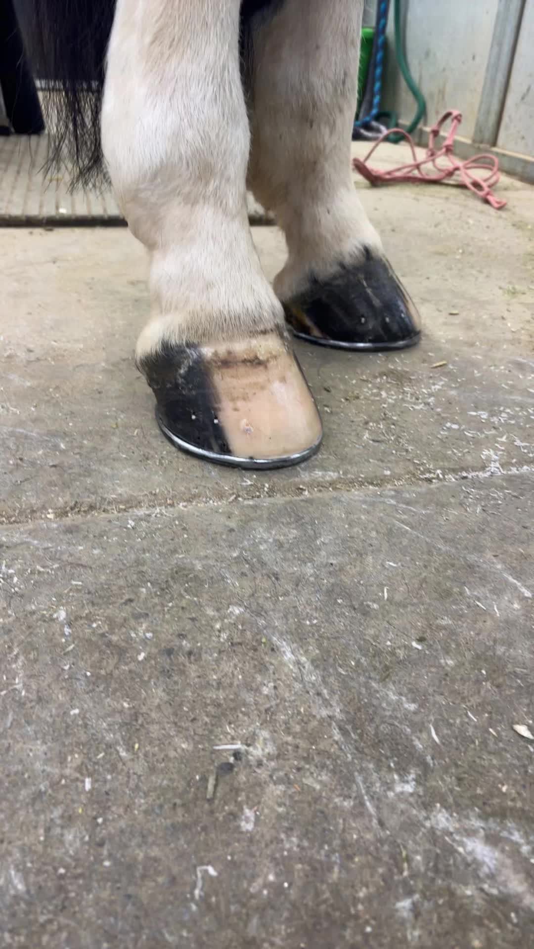 @bar_diamond_farrier