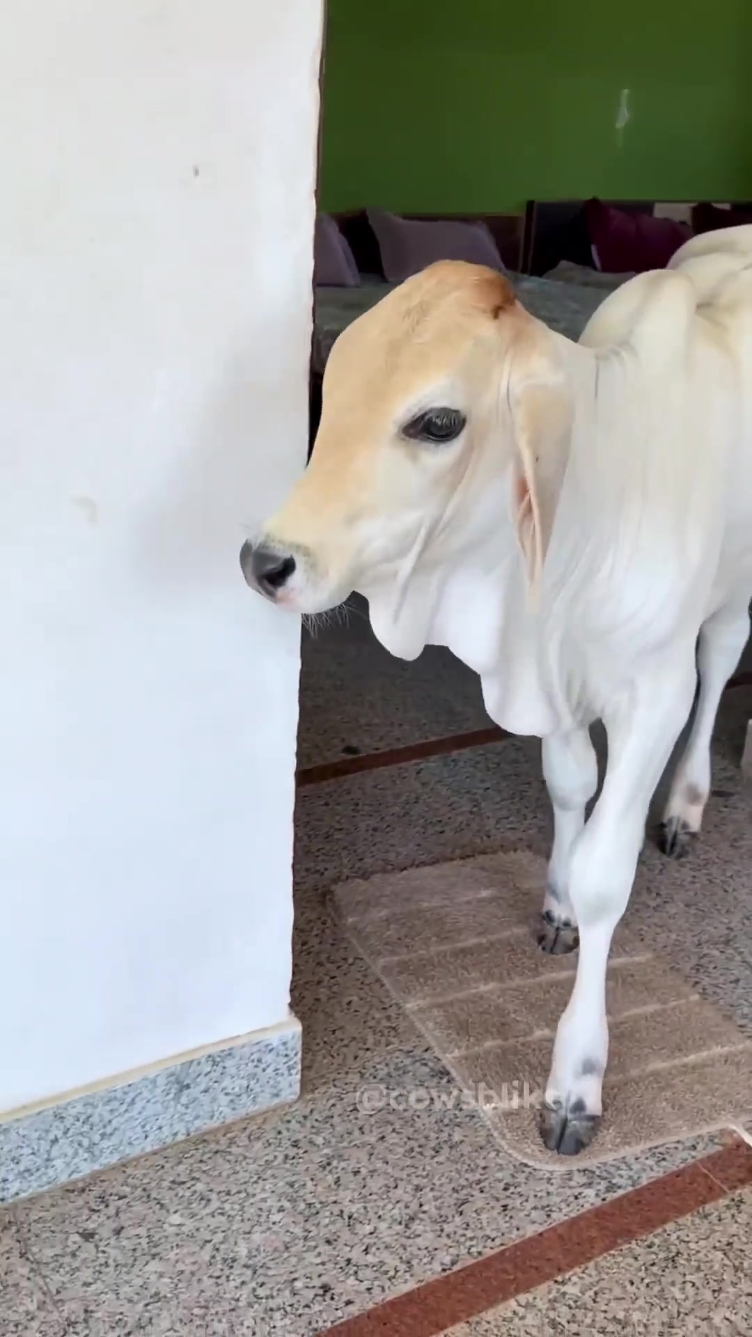 @cows_b_like
