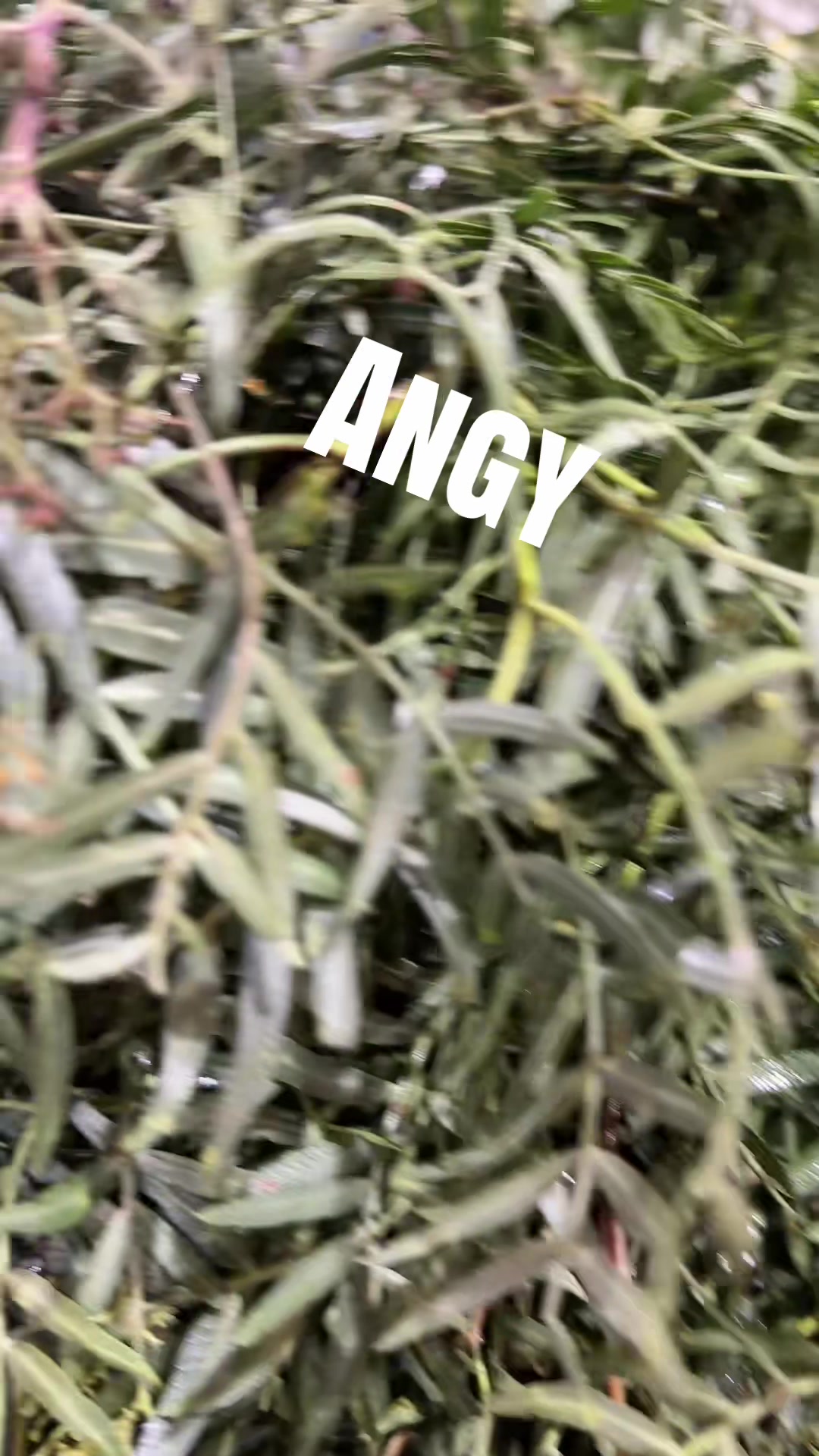 @😇💕❤️💕