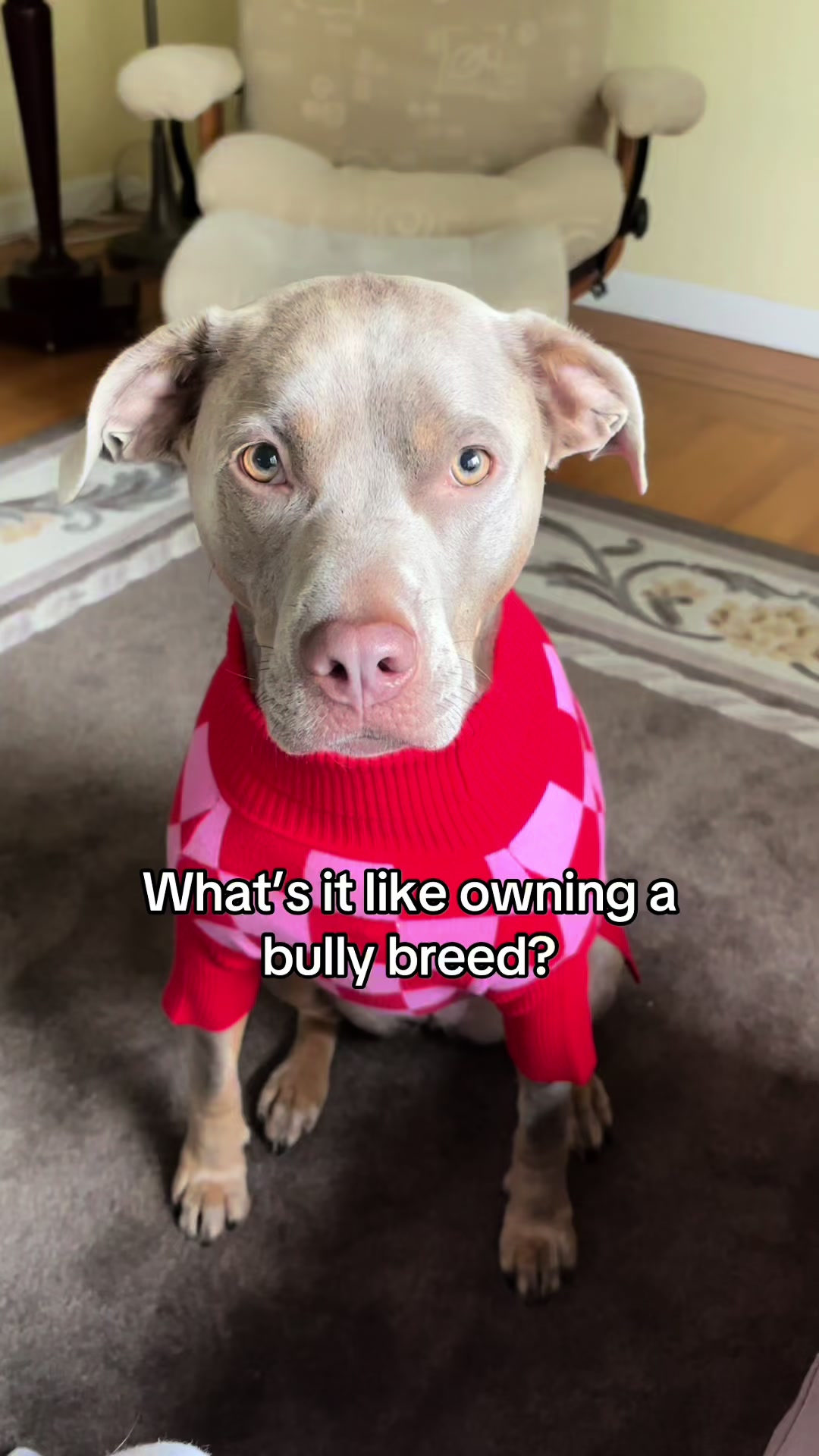 @rhubarb the doggo