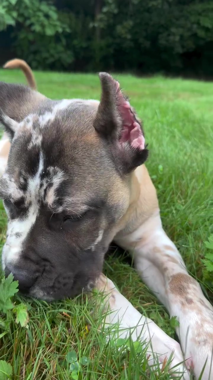 @Heart Land Cane Corso kennels