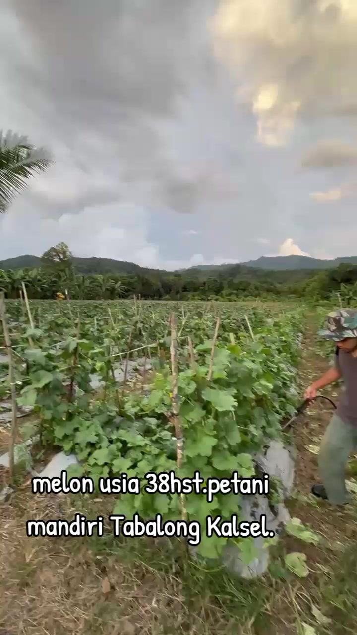 @SURYA TANI