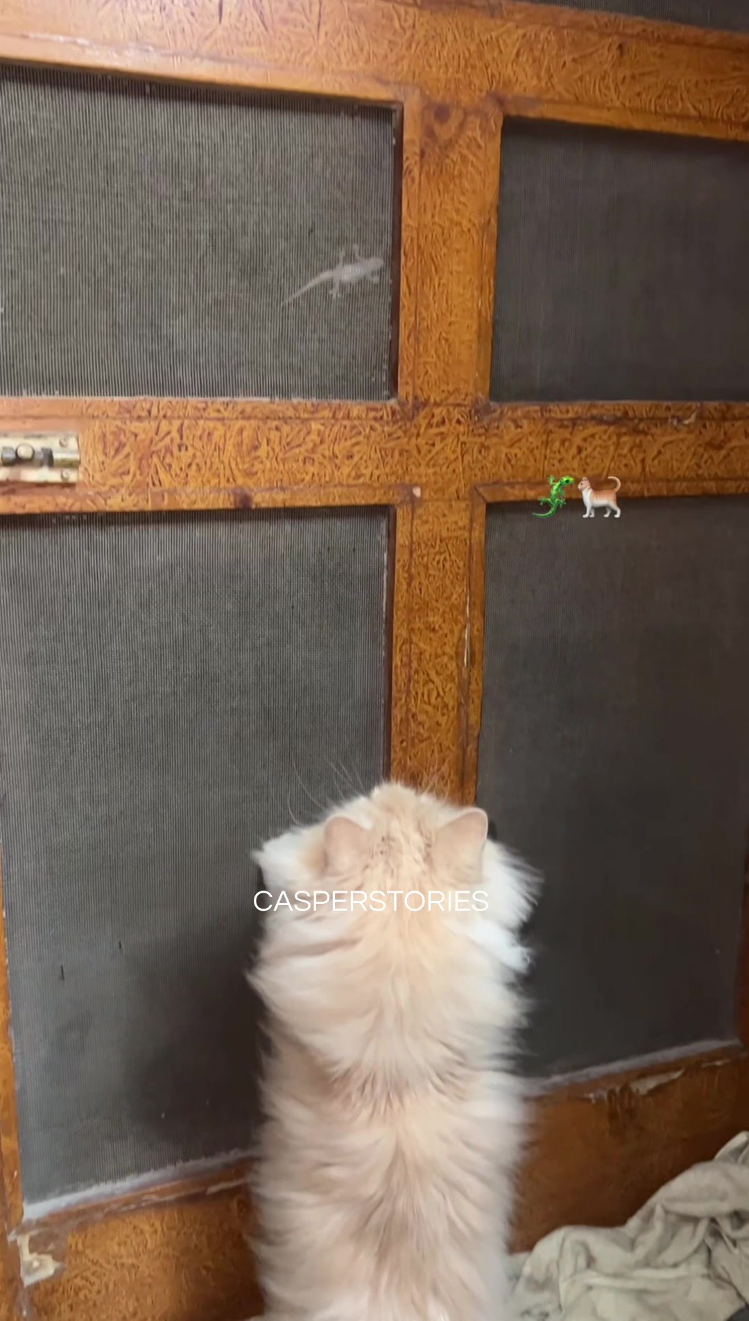 @𝑪𝒂𝒔𝒑𝒆𝒓 & 𝑴𝒊𝒏𝒏𝒊𝒆 🐾