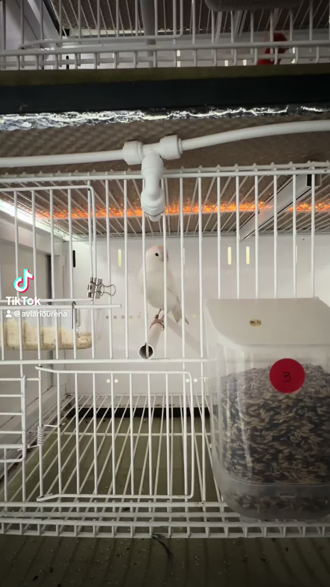 @AviarioUreña