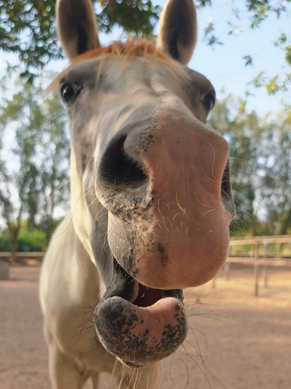 @funny:)animalsbytwins