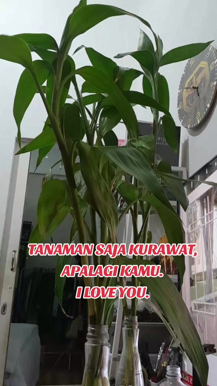 @Yanthy Gie