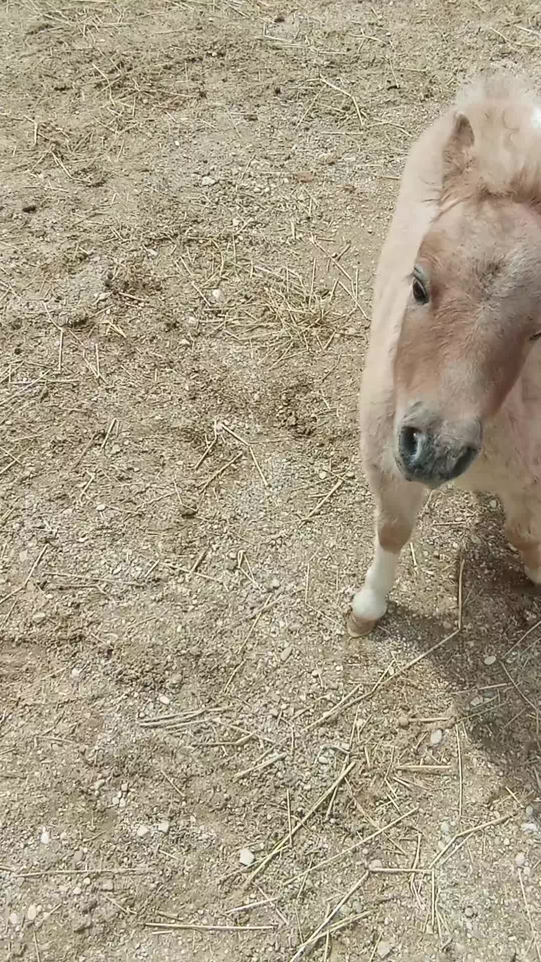 @joep.allevamentominipony