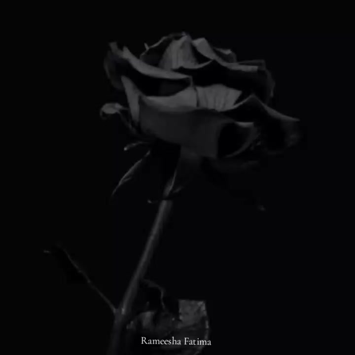 @Rameesha Fatima