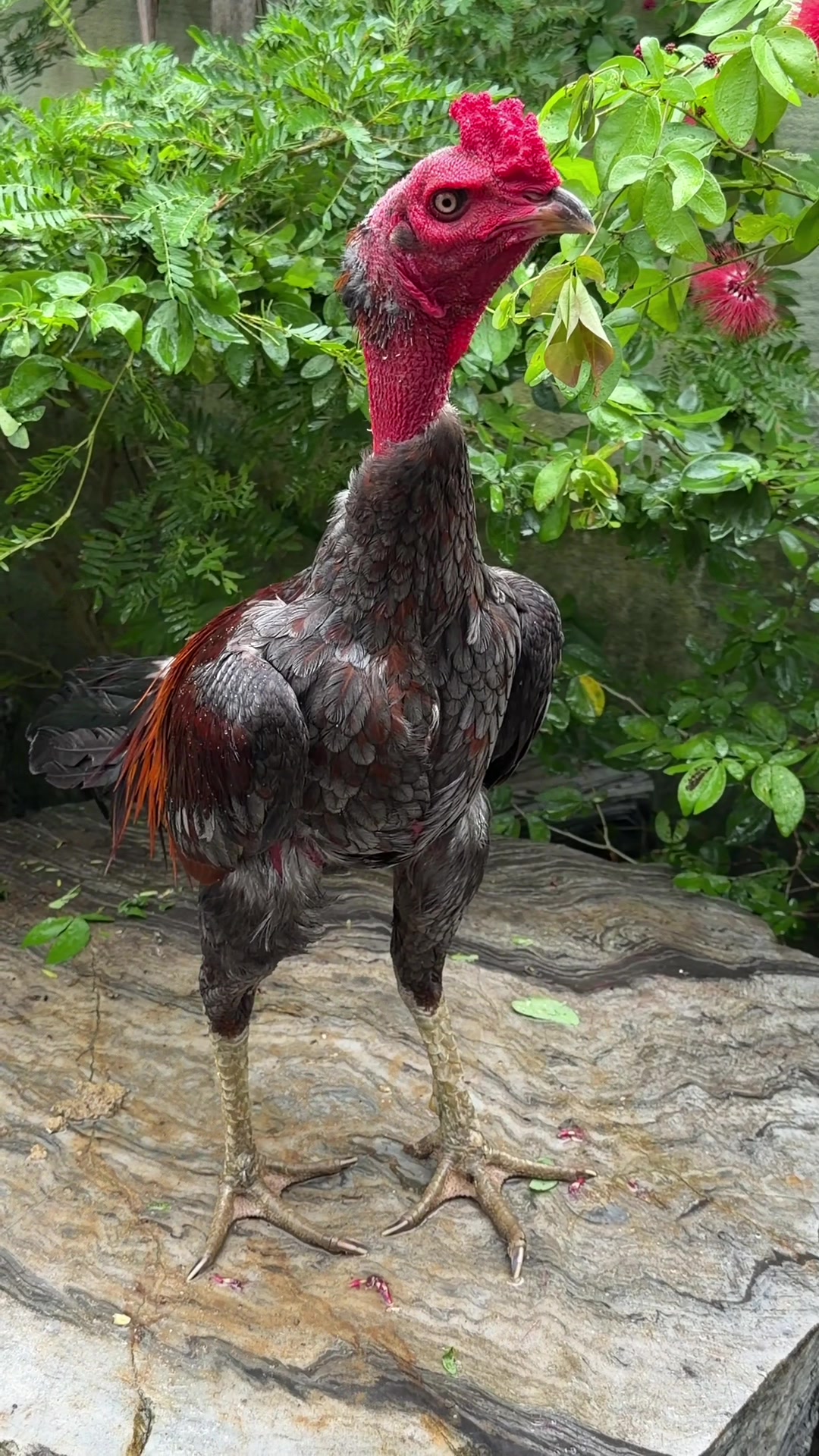 @Quốc khánh