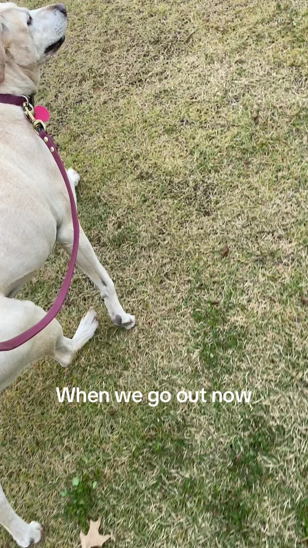 @Service_dog_Lexi