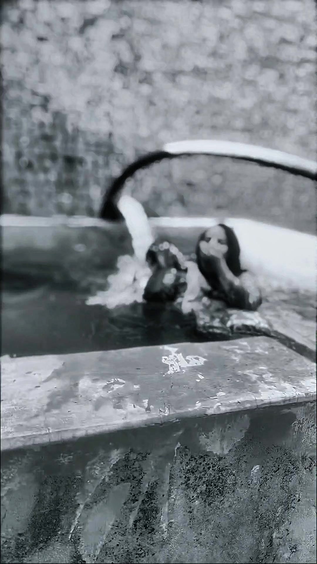 @🦋⍣ Zayanle•khan• 🖤