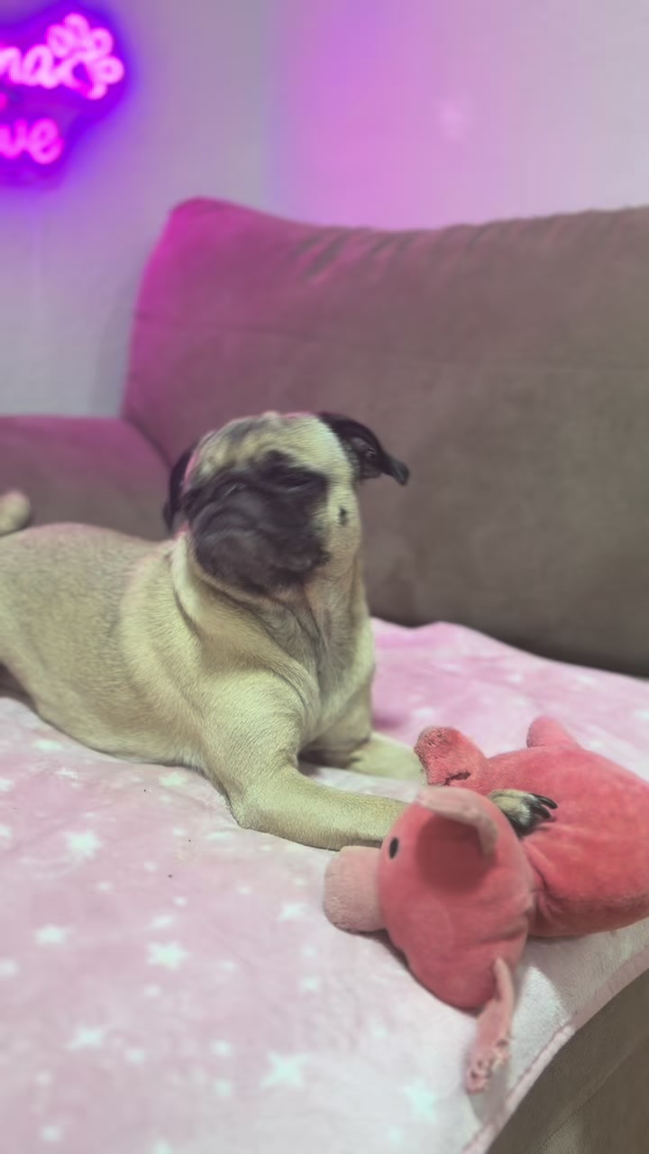 @Emma la Pug