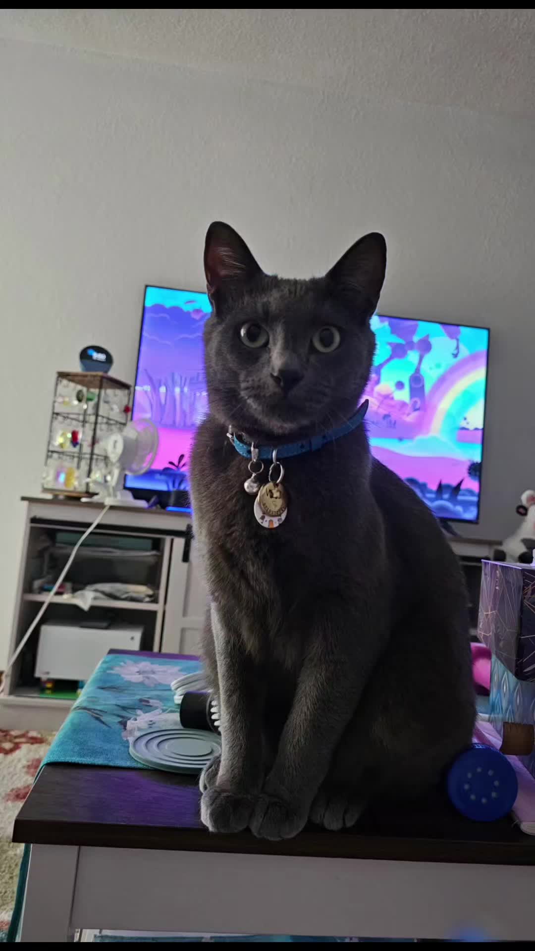 @HappySlappyTimes 🐢 😺