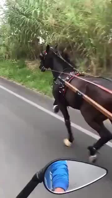 @scuderia vernagallo🐎 Palermo