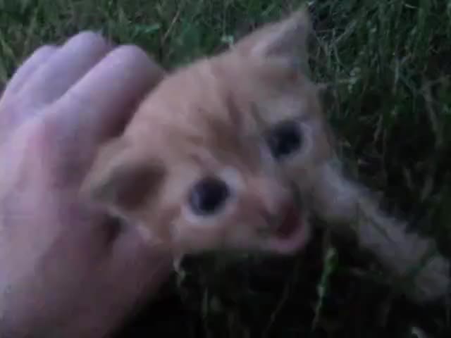 @warsik_kot