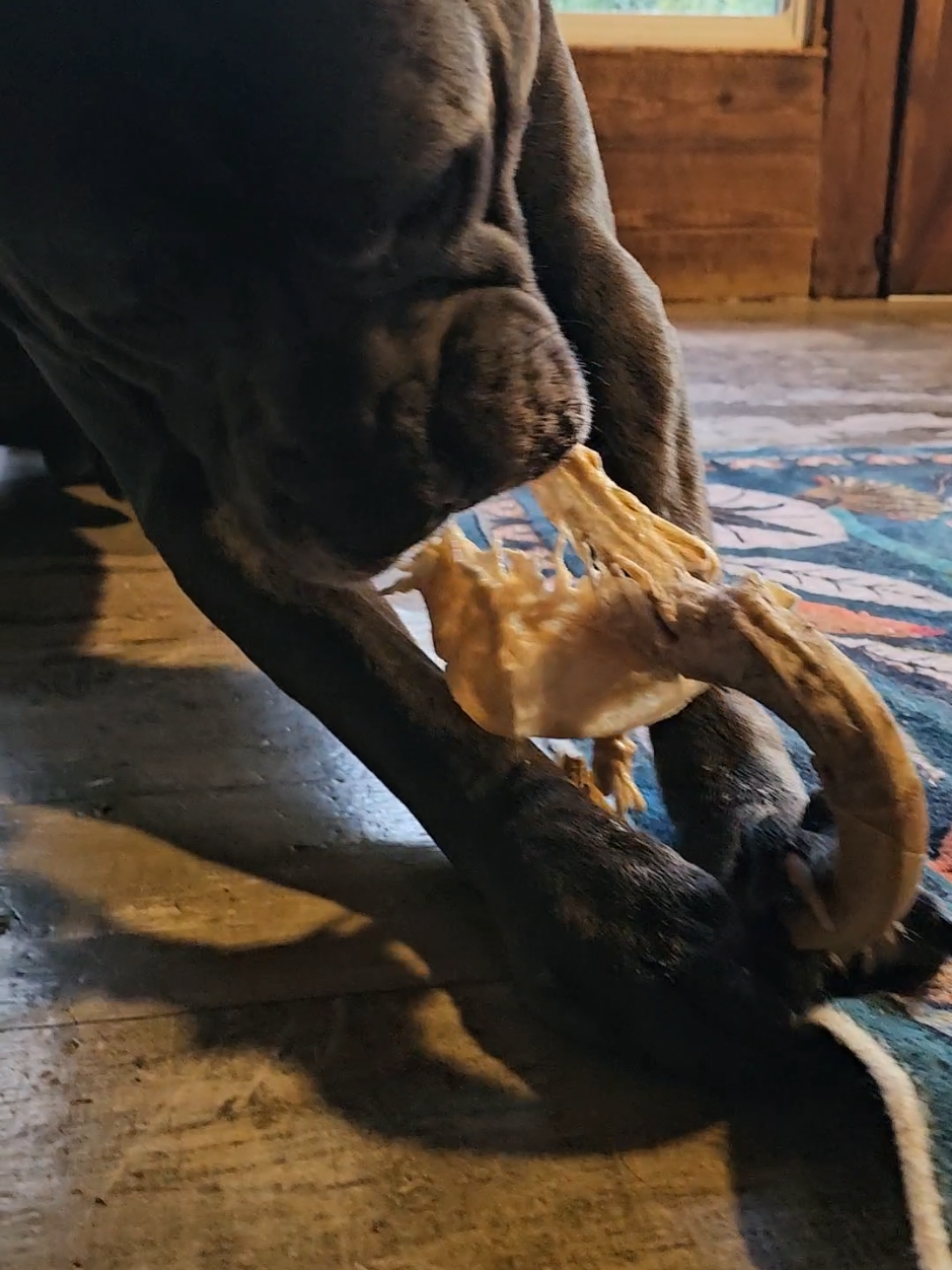 @SalmonCreekCaneCorso