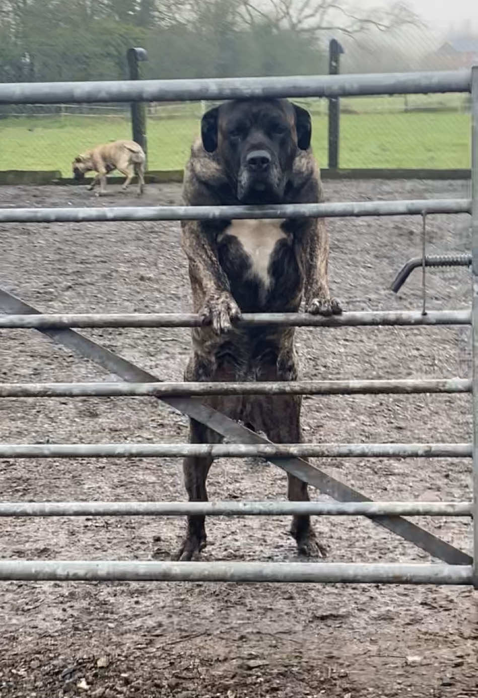 @Mooch 💖🍃 PRESA-CANARIO
