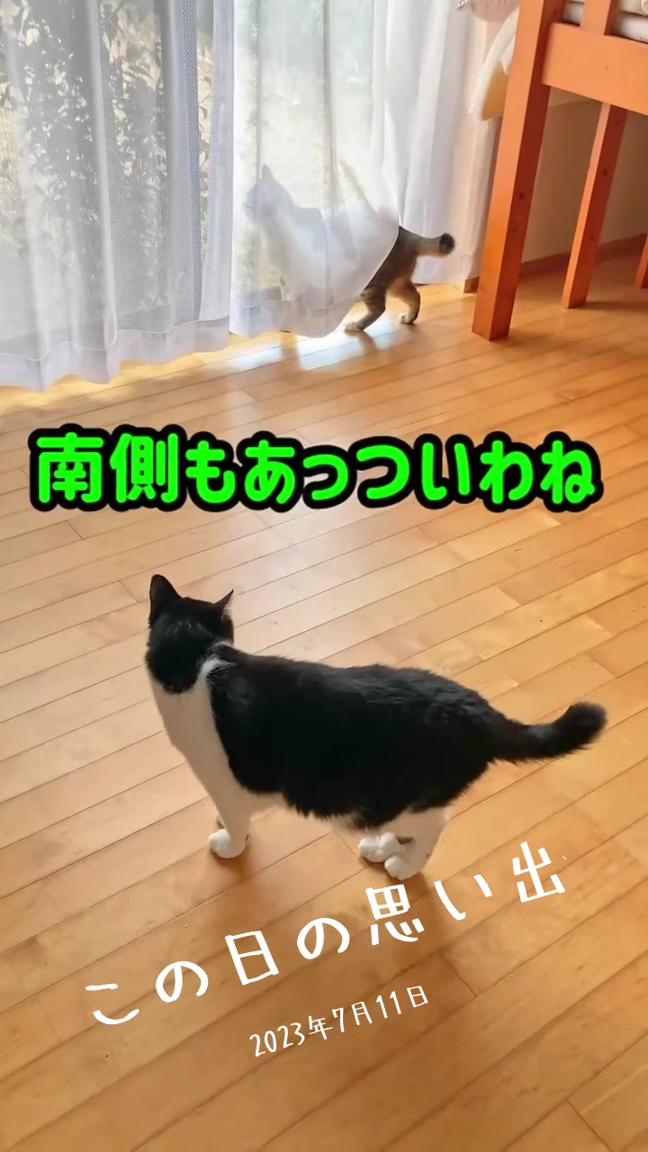@ねこぷにもふ|ホワイトシェパードのハクちゃん
