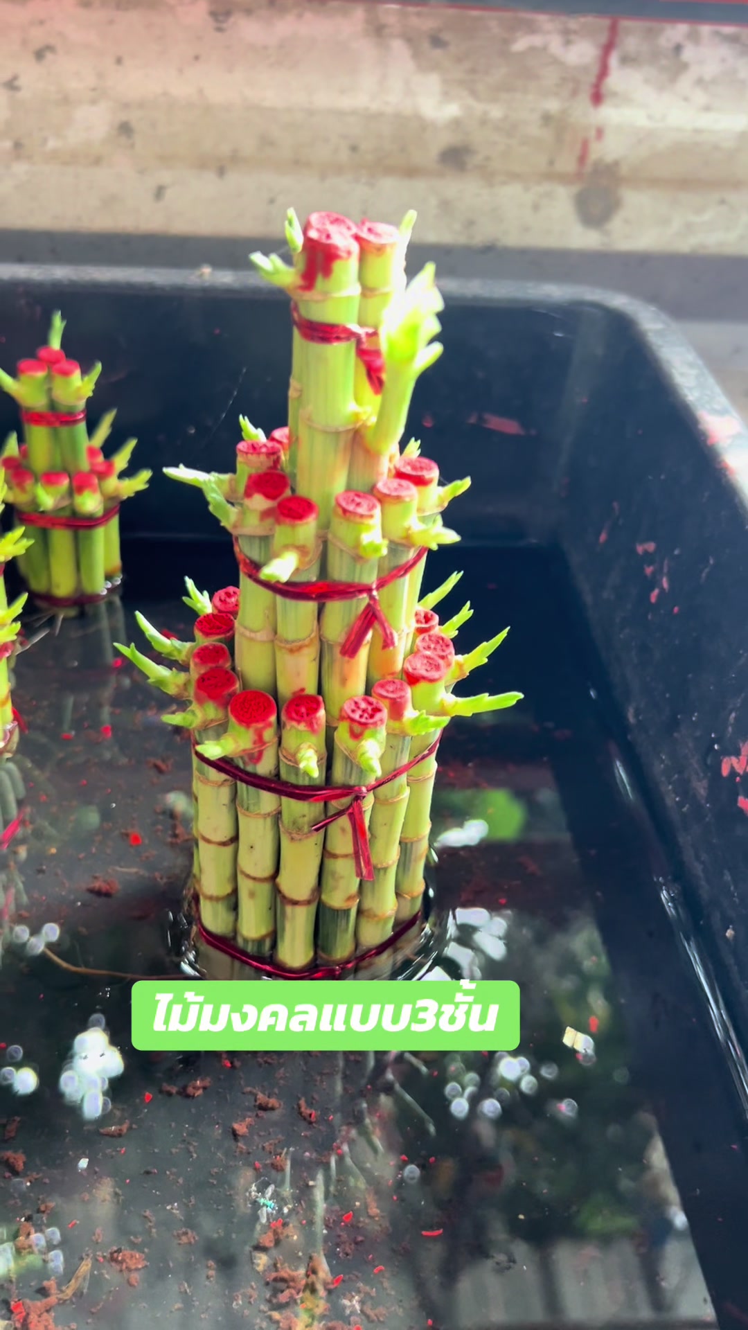 @ไผ่กวนอิมใส่โหลปลากัด