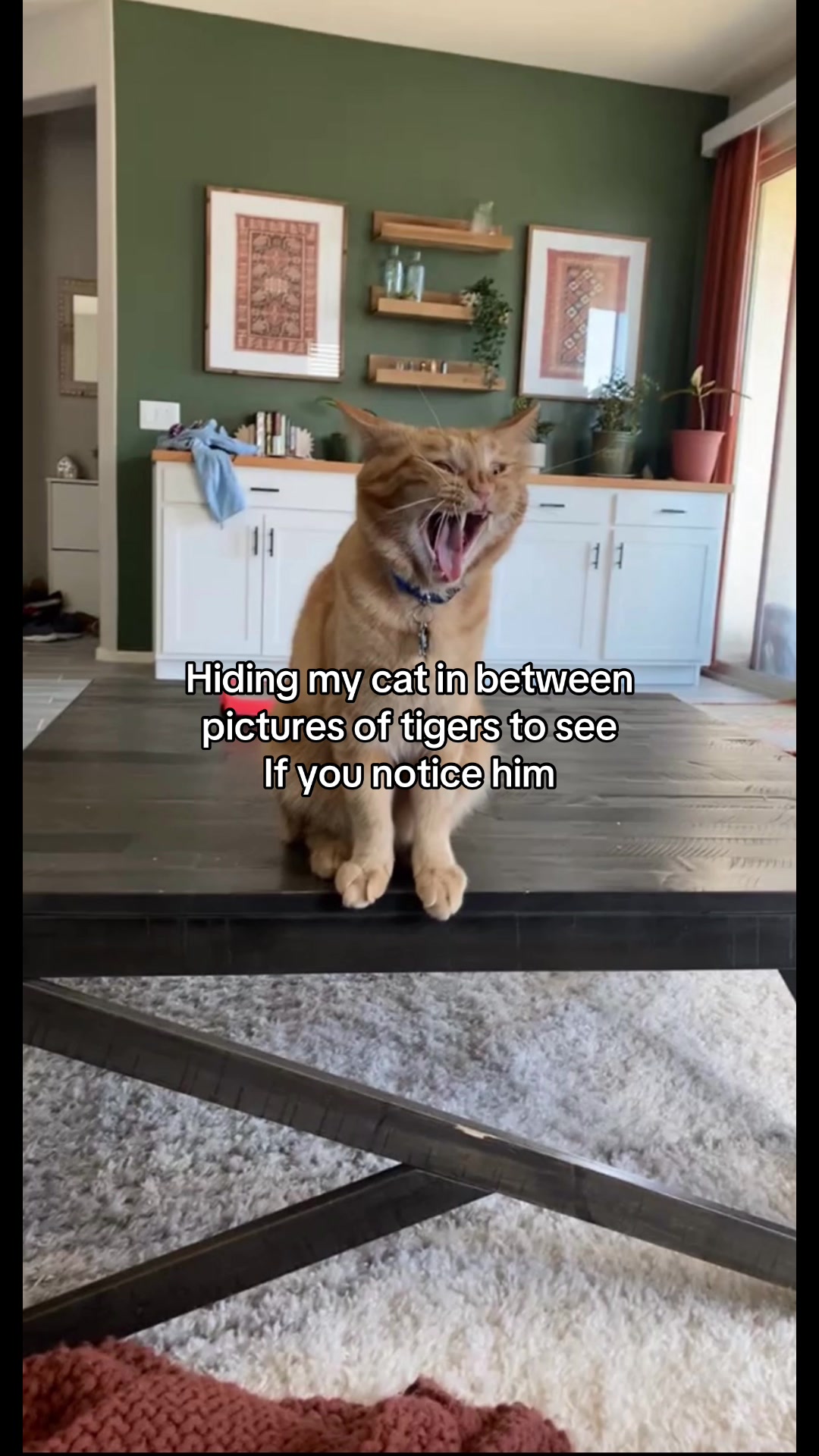 @Cheeto