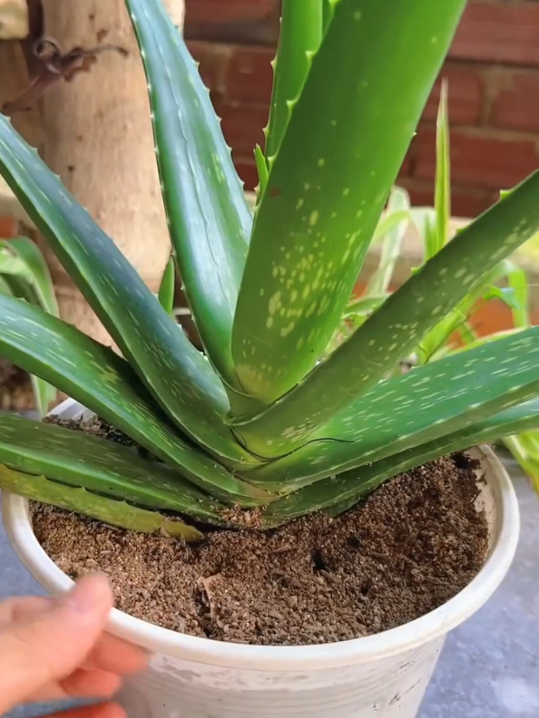 @PlantsLife