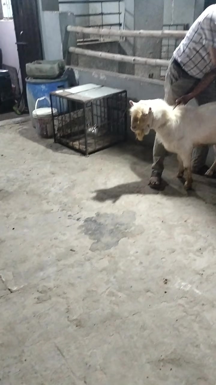 @MS Farm