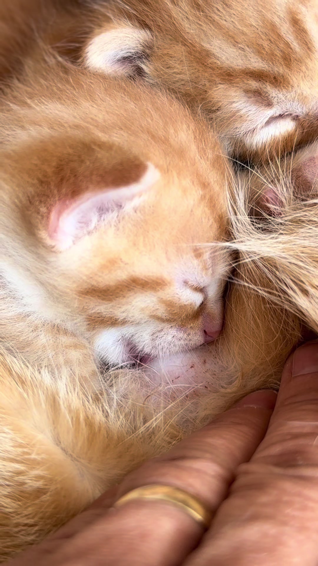 @Gatos todos os dias