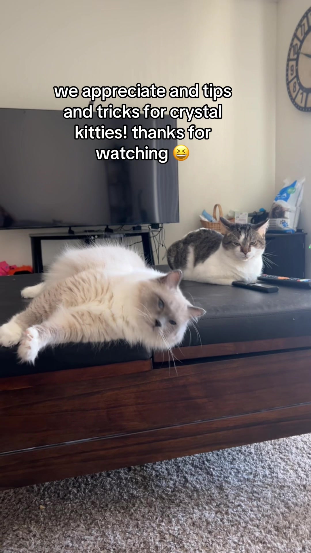 @lora’s lil crew 🐈⬛🫶🏼