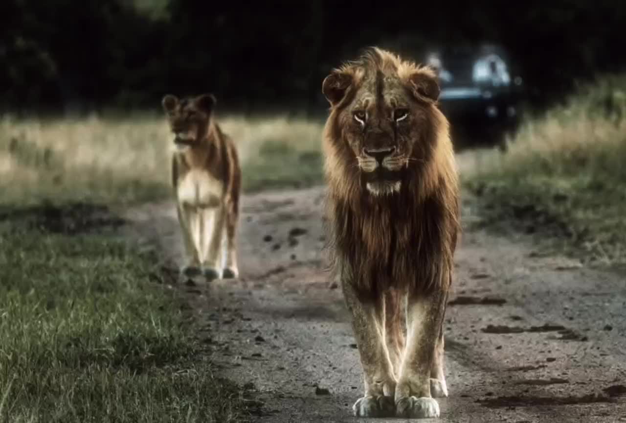 @Leonie 🦁 (Orpadan's version)