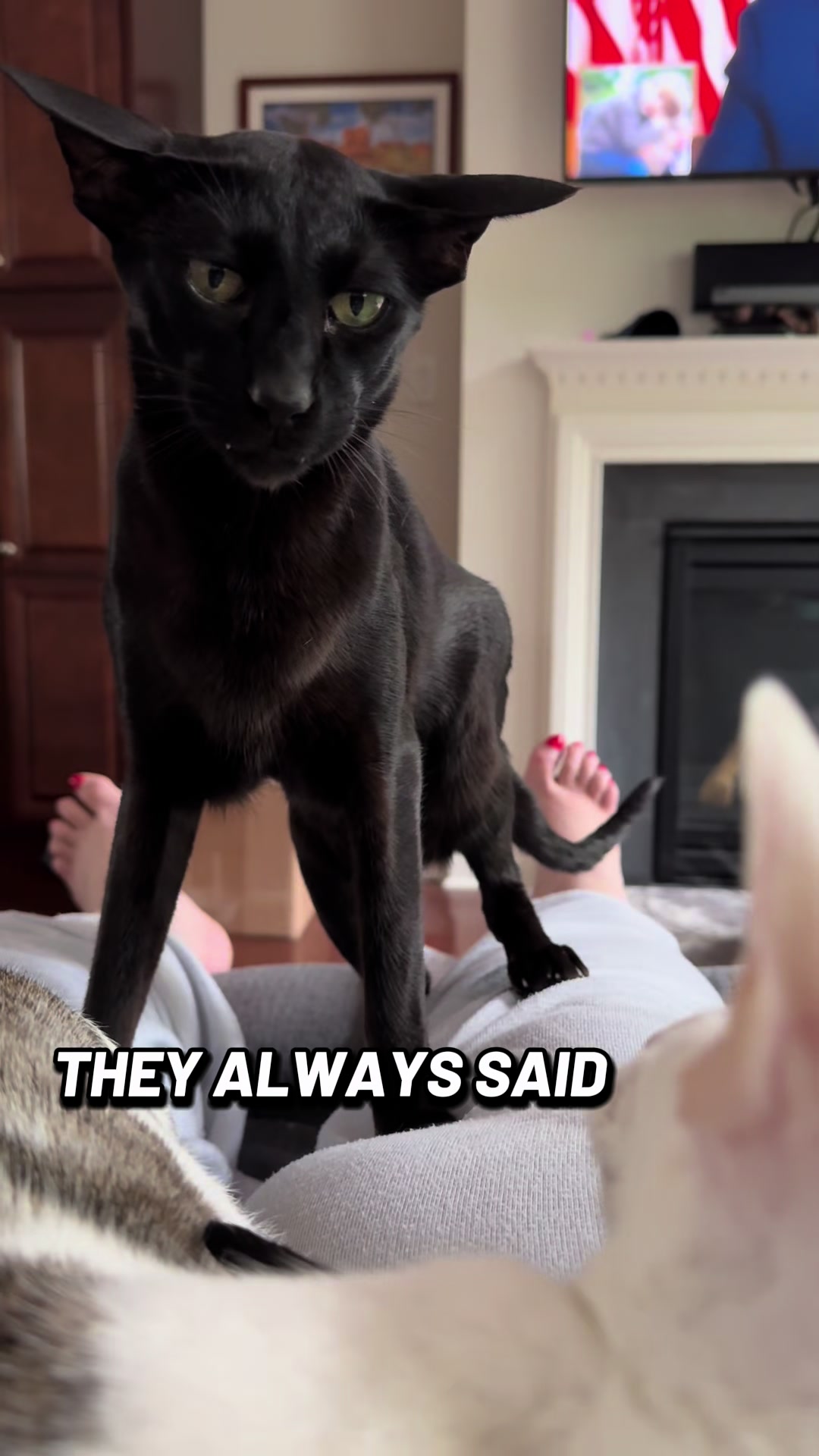 @hobbikats