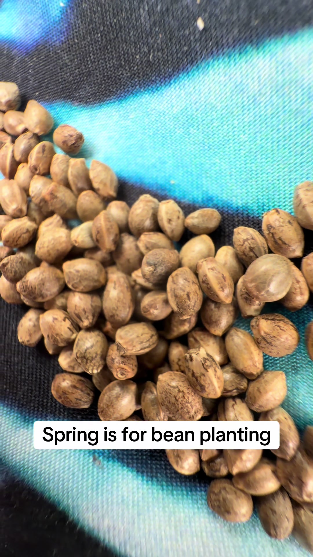 @SEEDTIVA