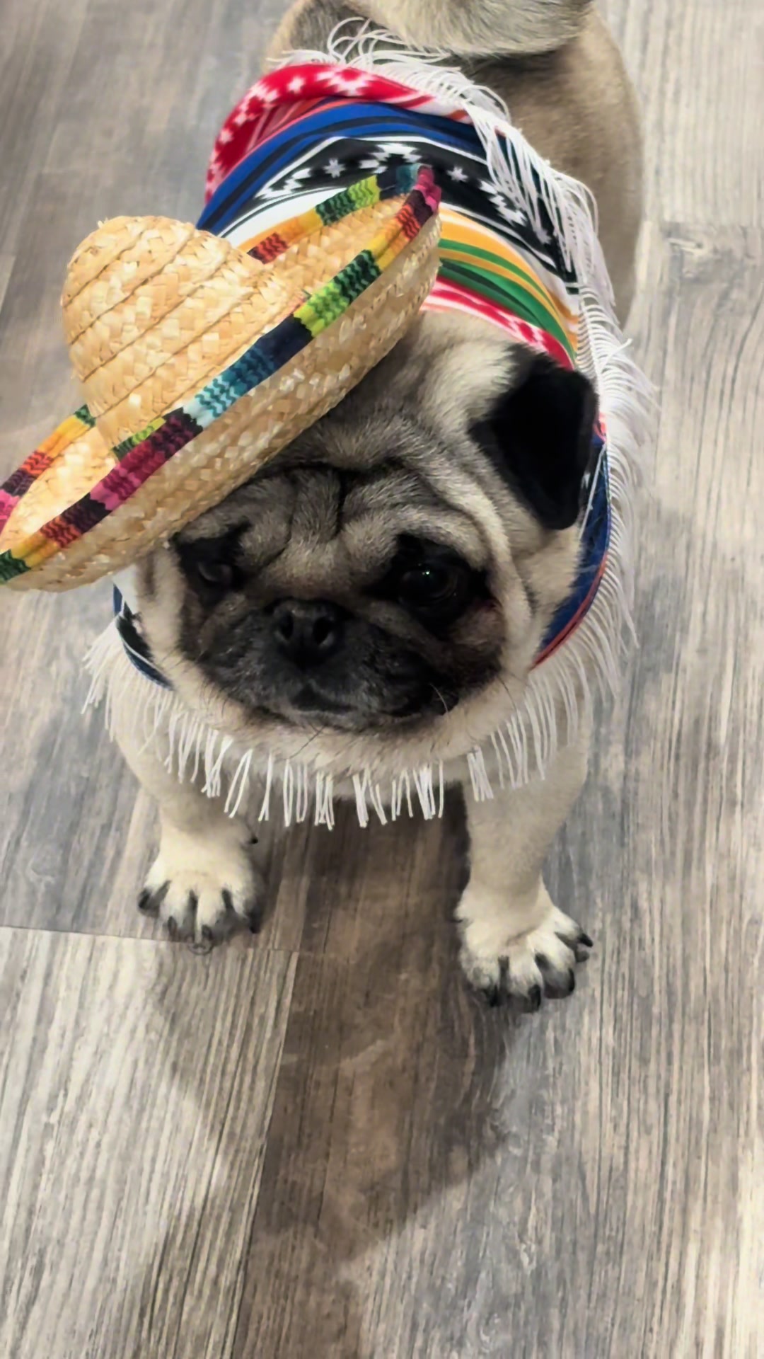@Rocki the Pug ๐ถ