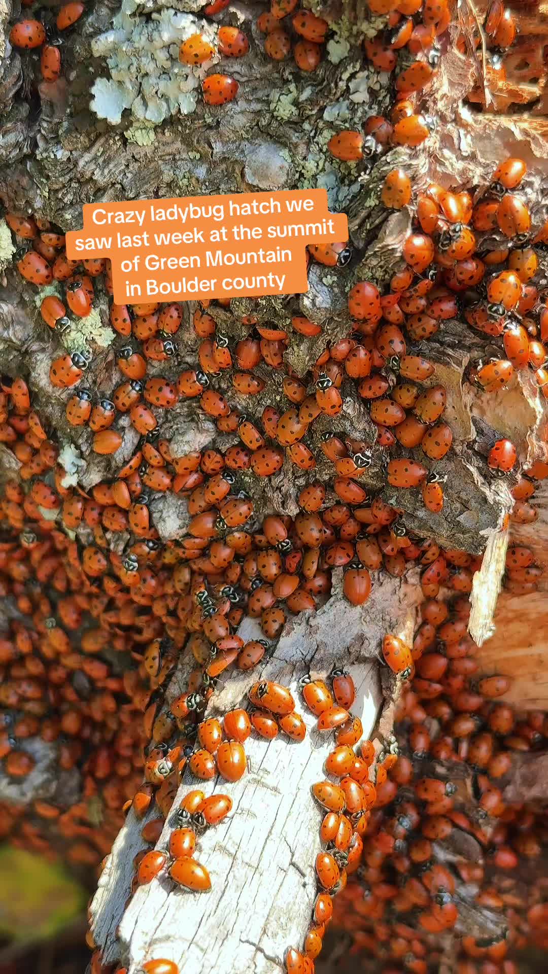 @Björn’s Colorado Honey