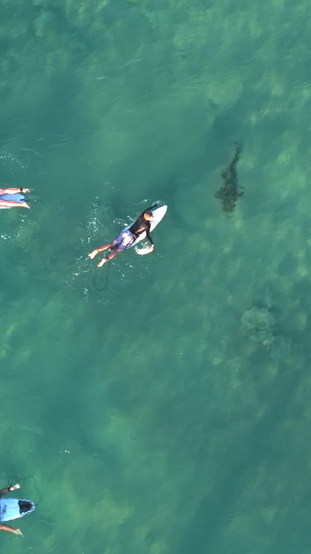@Dronesharkapp