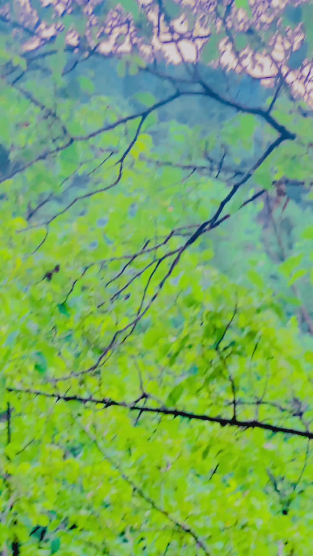 @🕊️Prince Uzair🕊️🕊️