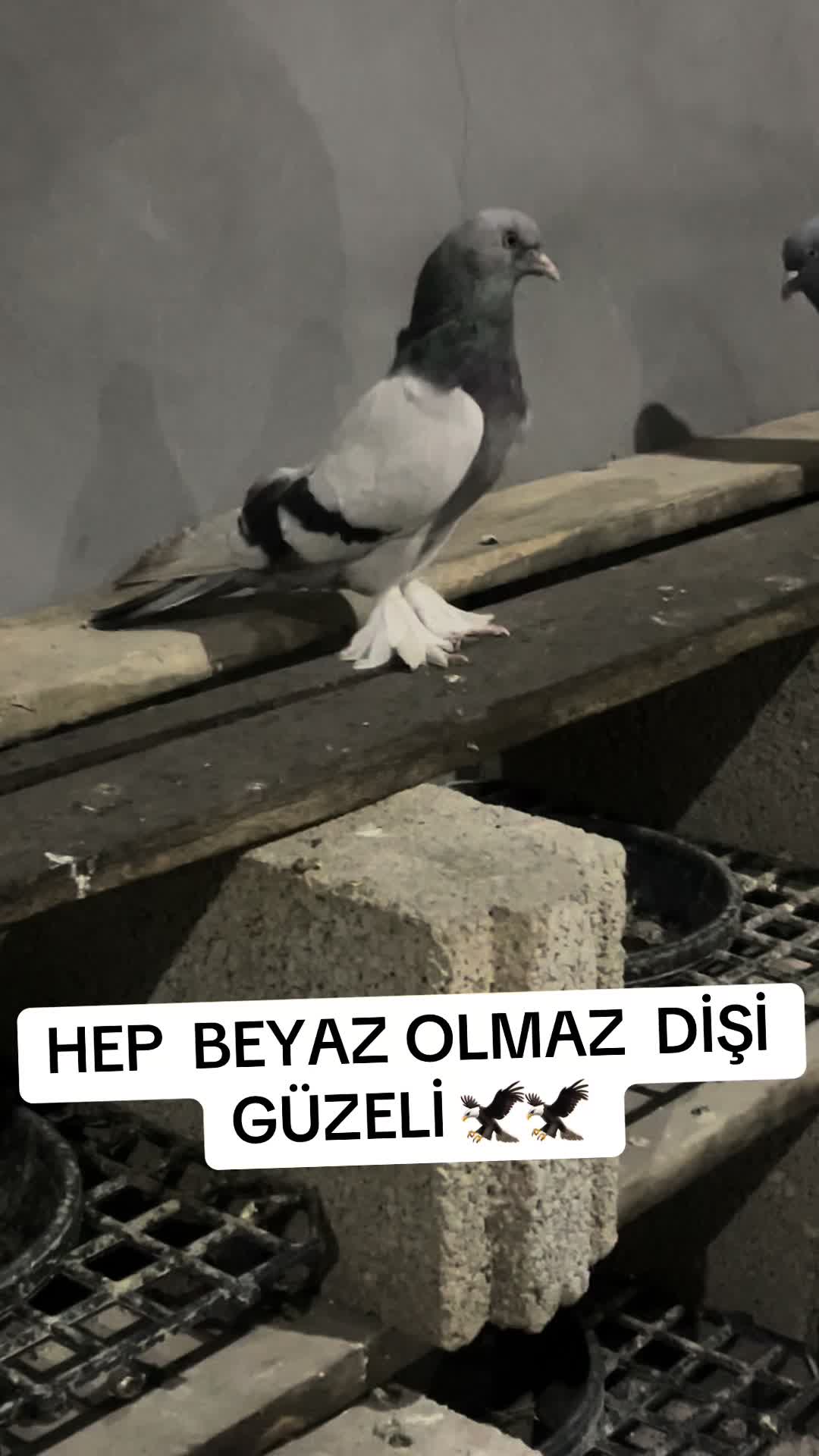 @47 argeş