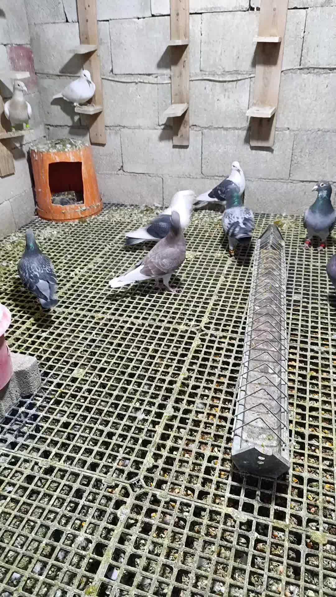 @👑 postacı 👑
