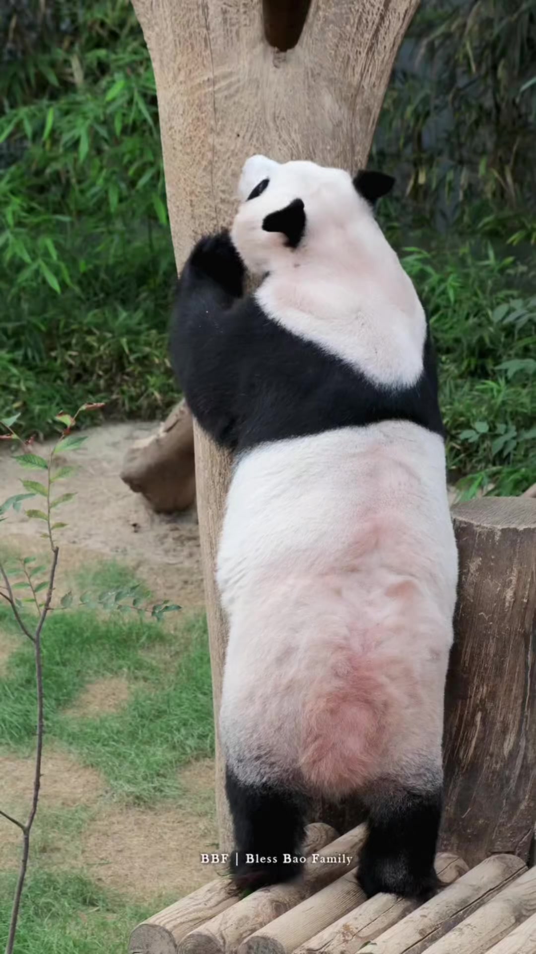 @FuRuHuShu_Bao