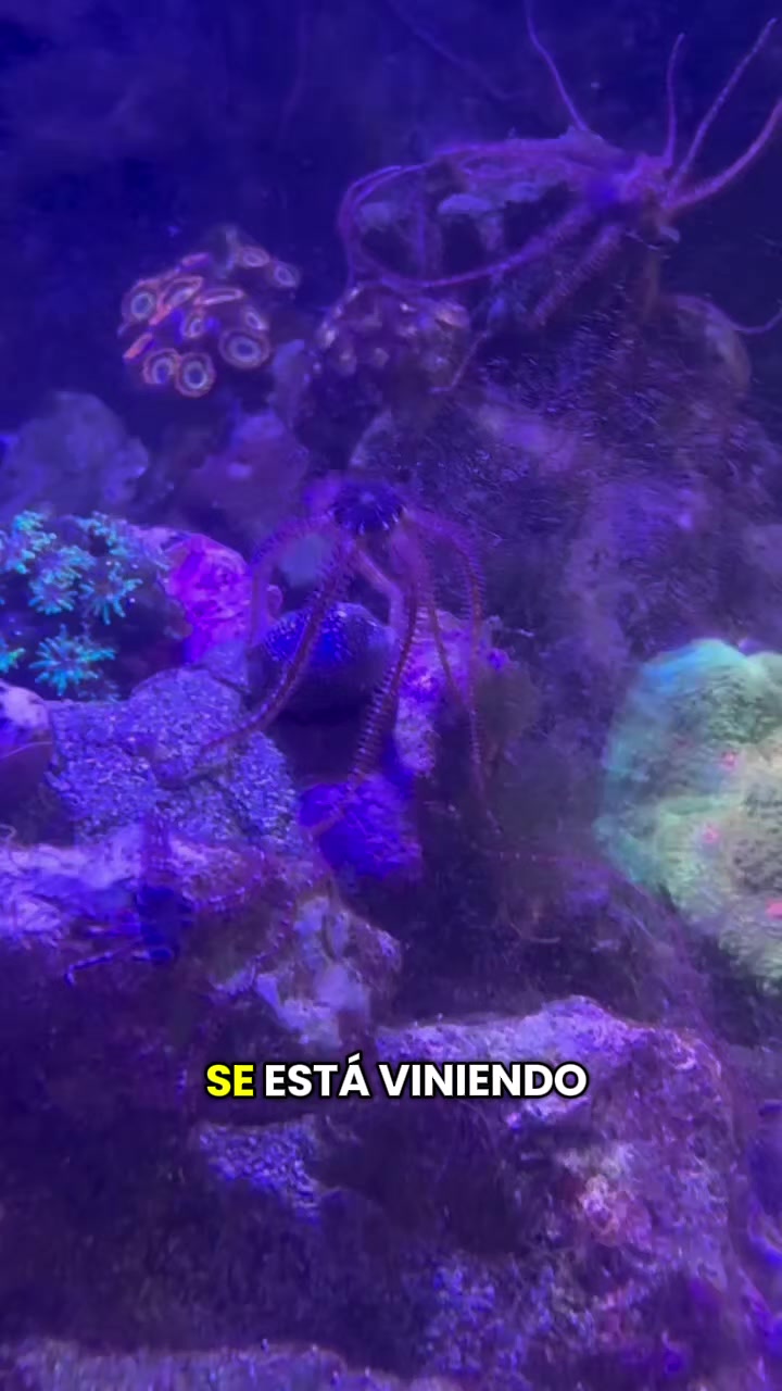 @Ismael Chee