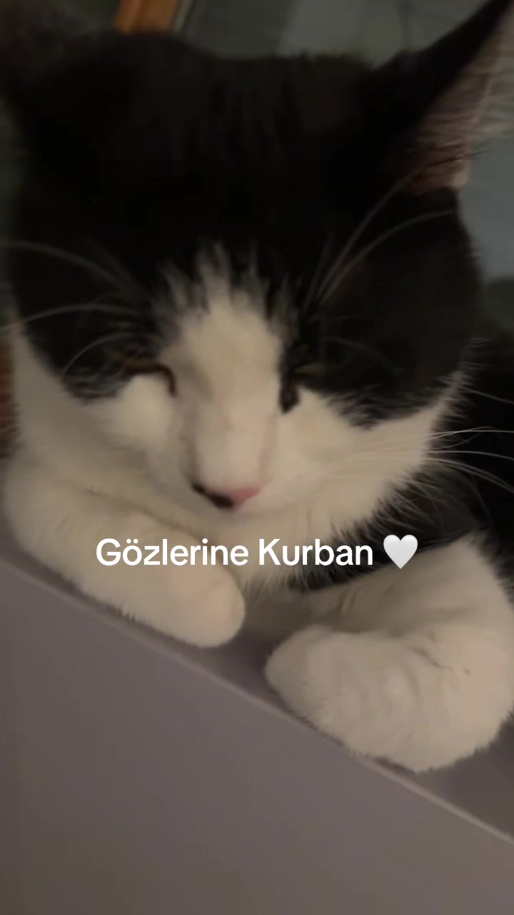 @🐾MILKAM🖤WHISKEYM🩶🐾A❤️🫂