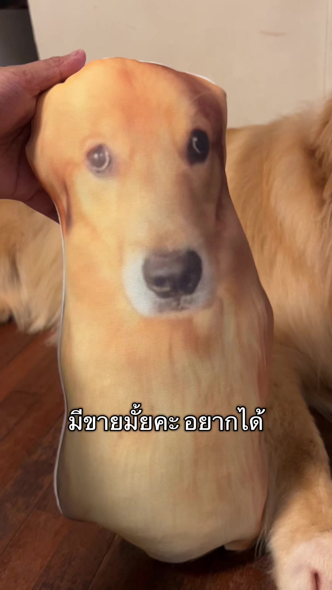 @ตินติน โกเด้นตาเหล๋
