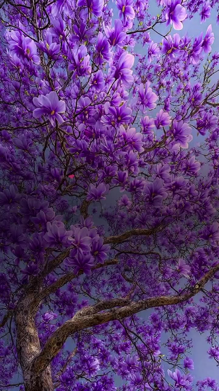 @مــــــــــــــــــــاریه