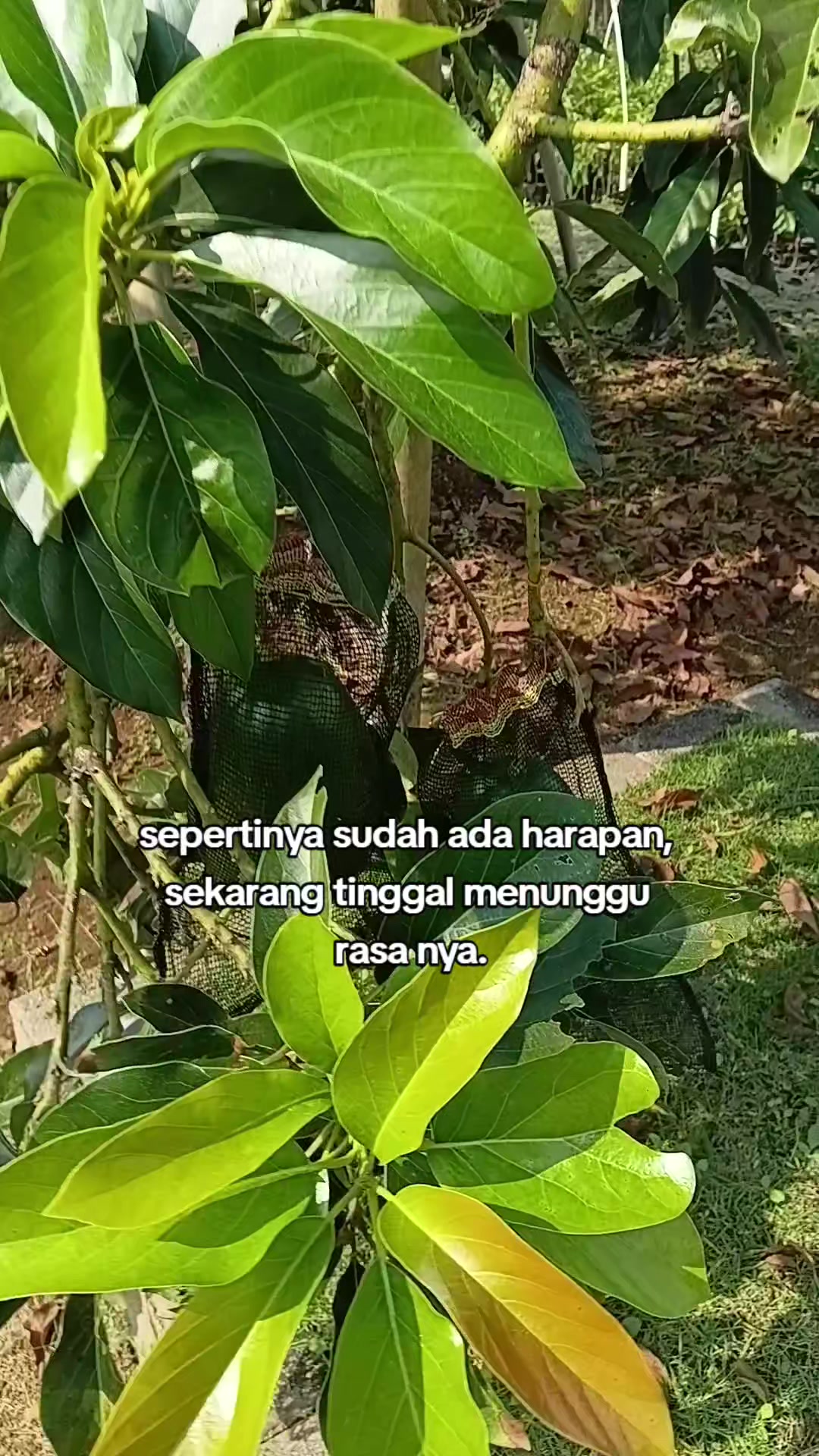 @Legenda Rasamala