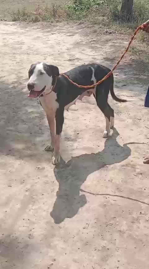 @Peshwar Dogs Center