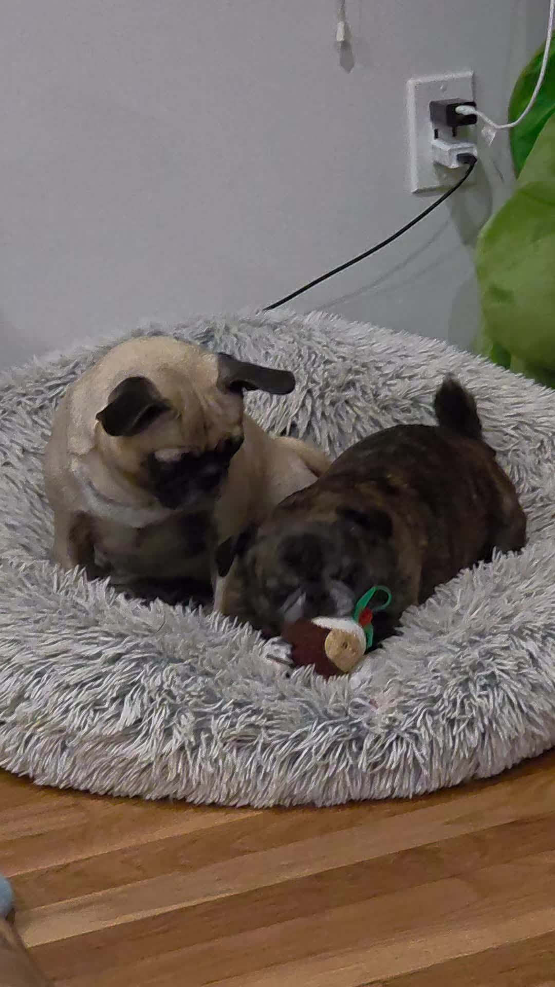 @Bah Humpug