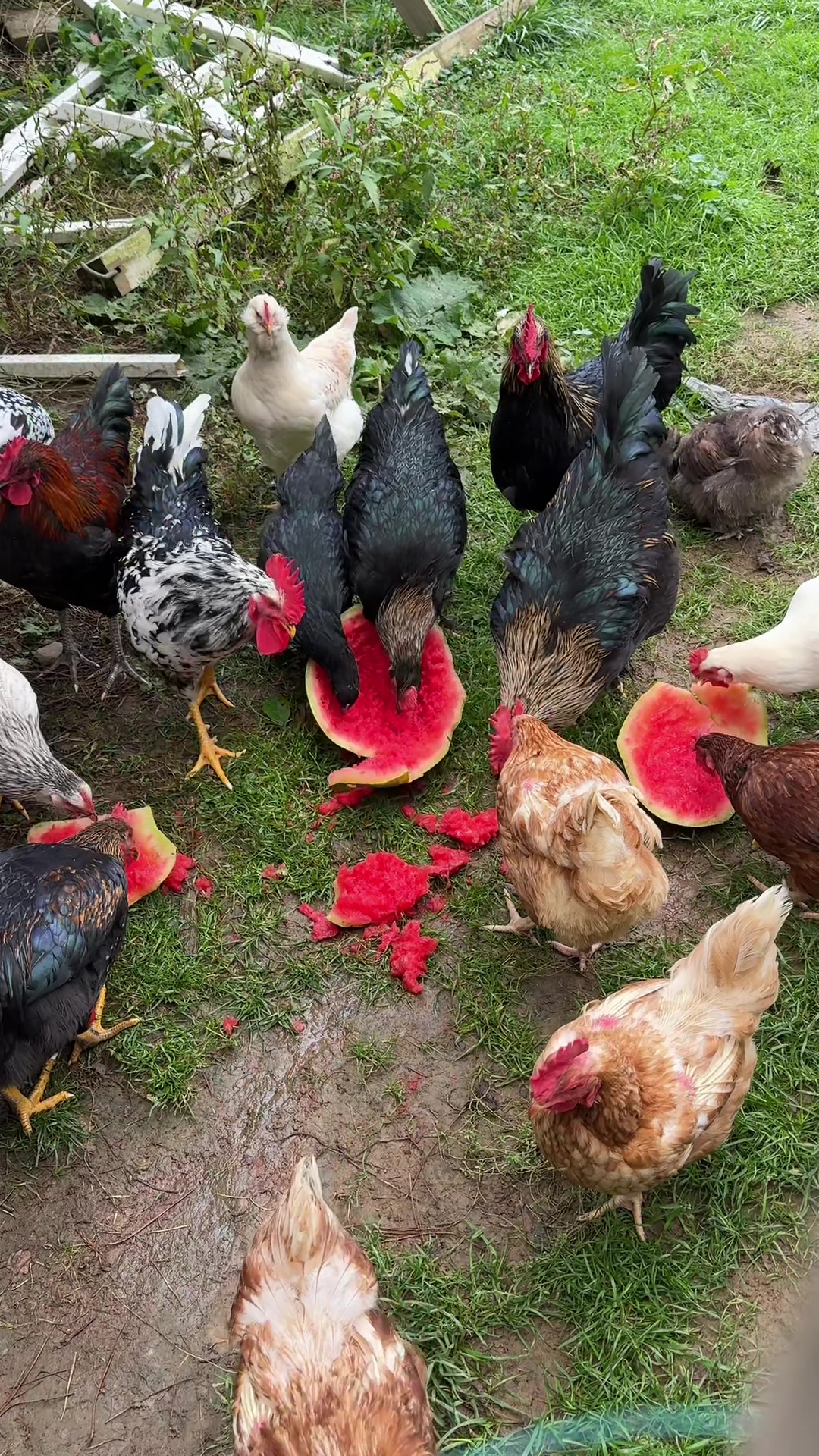 @Cluck Around n Find Out