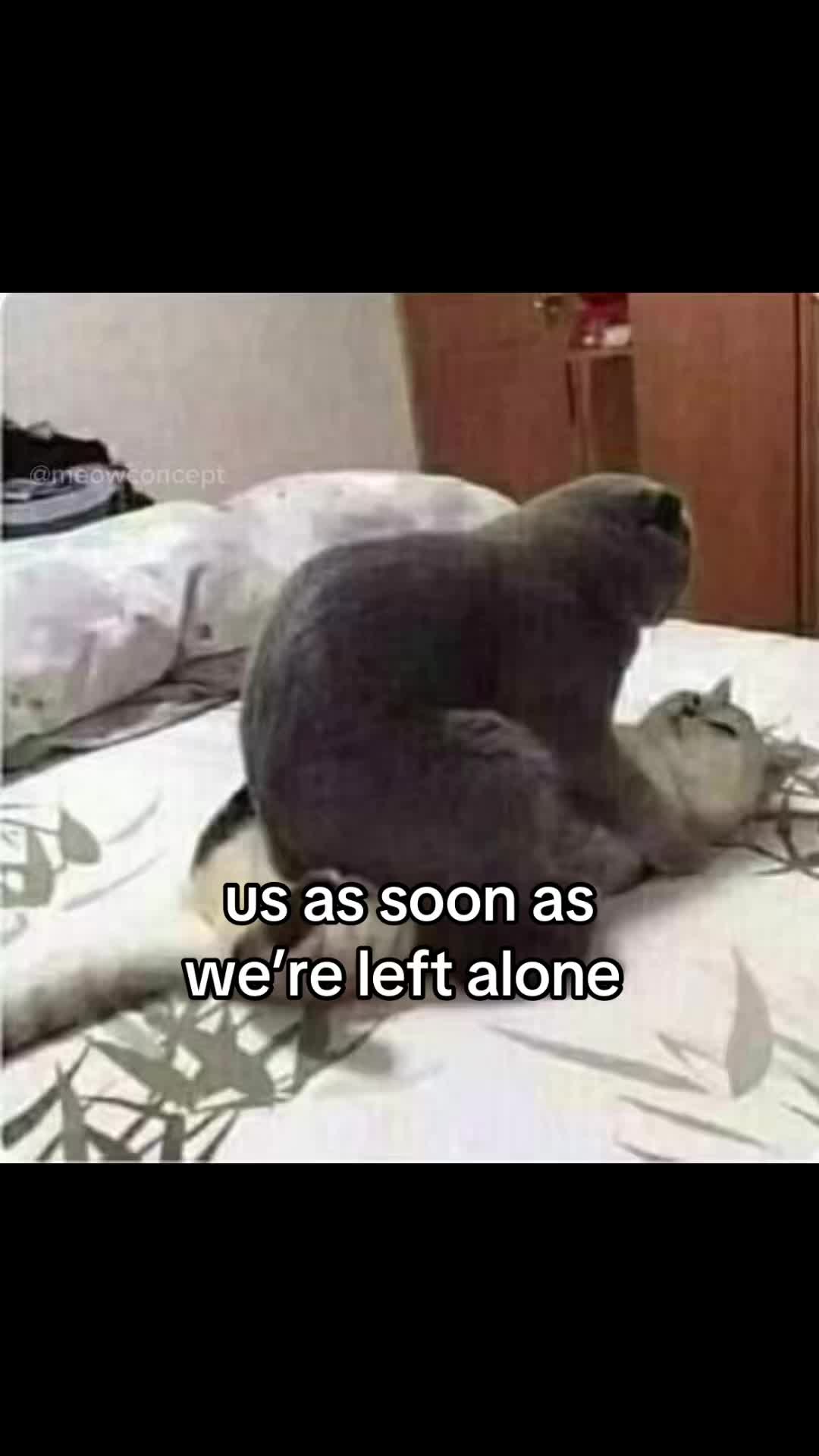 @meowconcept