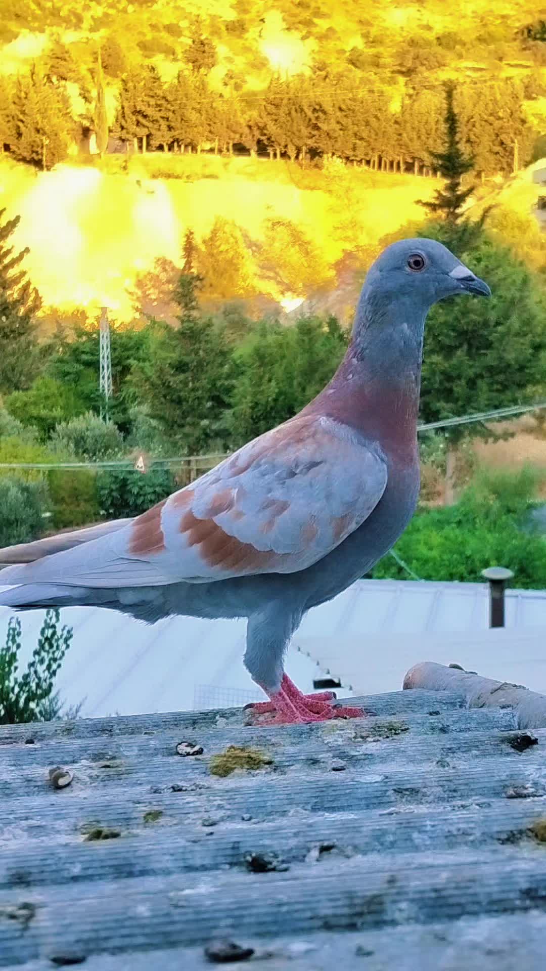 @💎Mito Albayrak💎👑